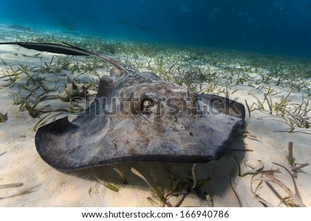Close-up of eyes and spiracles of  gray juvenile southern sting rays foraging along sea bed in barrier islands of Belize