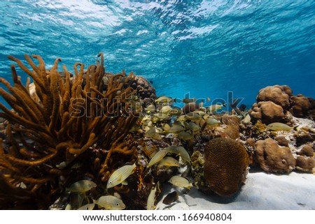 School of tropical fish swim in and out of coral on barrier reef in Belize