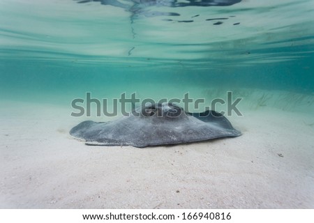 Gray, juvenile southern sting ray propels itself along sea bed on barrier reef in Belize