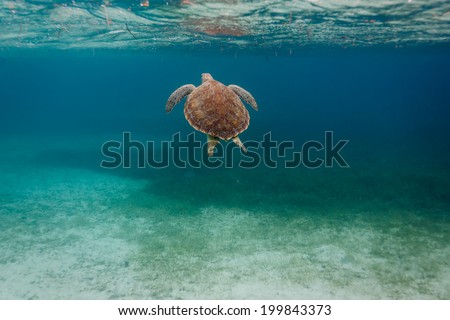 Pretty back of a green sea Chelonia mydas, turtle,  swimming along coral reef sea bed in Caribbean