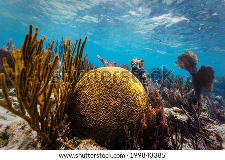 Close up of large round brain coral and branch coral on tropical coral reef in Caribbean Sea
