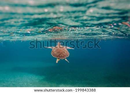 green sea Chelonia mydas, turtle,  swimming toward surface along coral reef sea bed in Caribbean