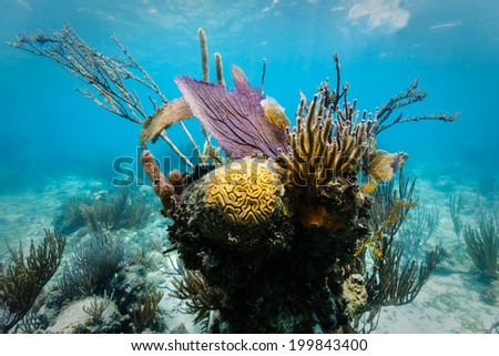 Colorful yellow brain coral head surrounded by branch coral, purple sea fan and stony coral on coral reef off east coast of Belize