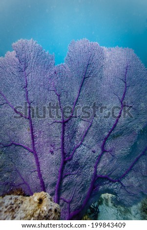 close up view of delicate veins on branches of Purple Sea Fan contrasted against turquoise water in Caribbean