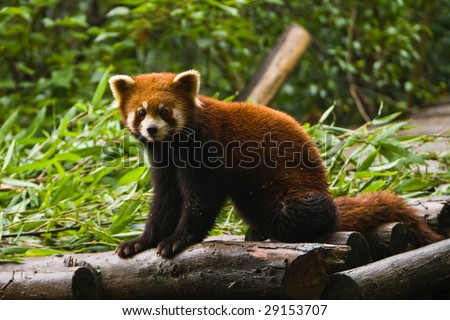Red panda bear at Chengdu Giant Panda Breeding Center Sichuan China