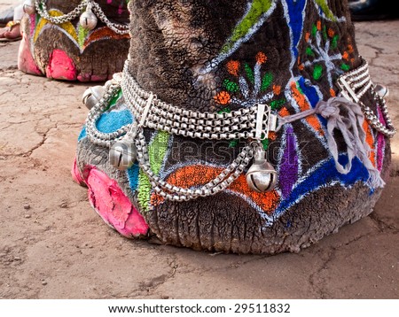 Close up of elephants foot decorated and painted for Jaipur elephant Festival, India