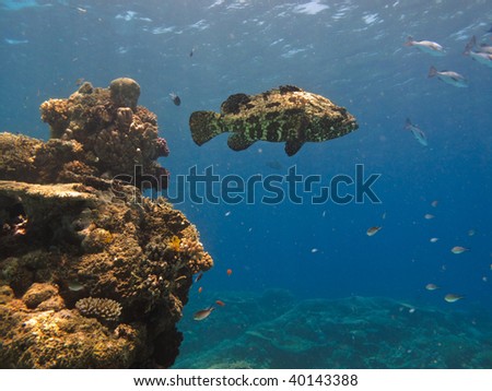 Giant Cod Great Barrier Reef Australia