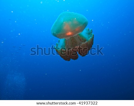 Jellyfish, Rhizostome Cnidarins, floating on Great Barrier Reef Australia