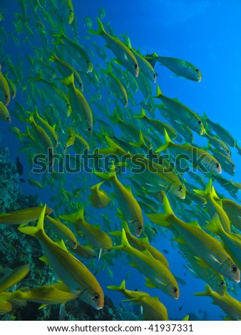 stock photo : Yellow Tail fish at Great Barrier Reef Marine Park Australia