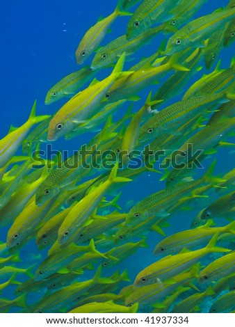 School of Yellow fish on Great Barrier Reef Australia