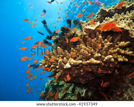 Stony Coral Colony and soldier fish Great Barrier Reef Australia