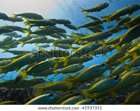 School of yellowtail surgeon fish at Great Barrier Reef Marine Park Australia
