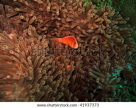 Pink clownfish (Amphiprion Perideraion) Great Barrier Reef Australia