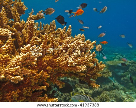 Coral on the Great Barrier Reef Marine Park Australia