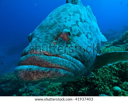 Giant Potato cod (Epinephelus tukula) Great Barrier Reef Australia