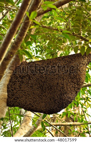 Bees Nest Hanging Down From Tree Limb Covered with Bees