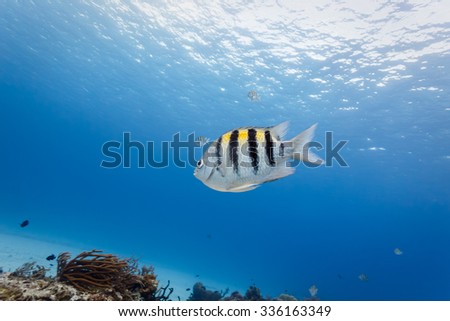 Close-up of tropical Sergeant Major fish swimming in blue water with coral reef in background