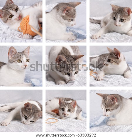 different positions of the young domestic cat