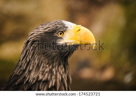American eagle animal bird during winter