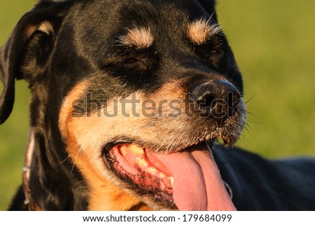 Rottweiler dog during afternoon in the country