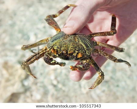 Crab caught in hand. Fishing in the Red Sea, Egypt.