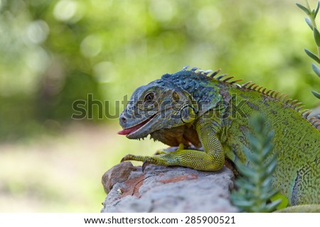 Green iguana walking and sticks out his tongue. Around - stones and succulents.