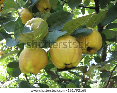 Rich harvest - juice ripe yellow quinces hanging on a branch