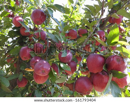 Rich harvest of juicy red apples on apple tree branch