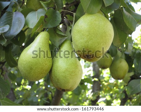 Rich harvest - branch with ripe juicy pears