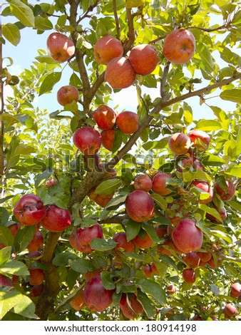 Rich harvest of juicy red apples on apple tree branch