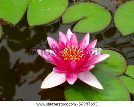 Red water lily lotus flower and green leaves growing in a pond