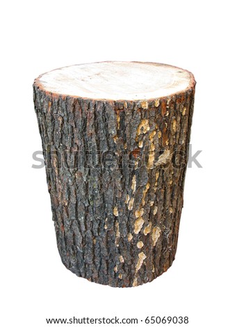 Birch wooden log isolated on white background