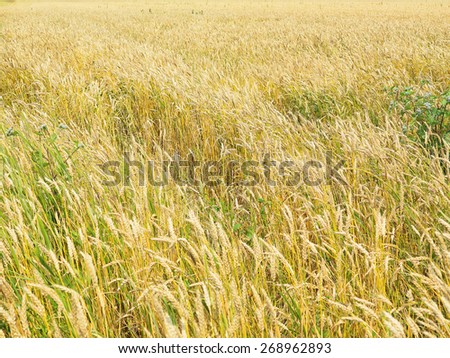 Endless yellow beautiful wheatfield in the summer