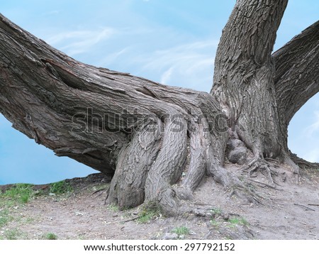 Huge roots of an old tree over blue sky background