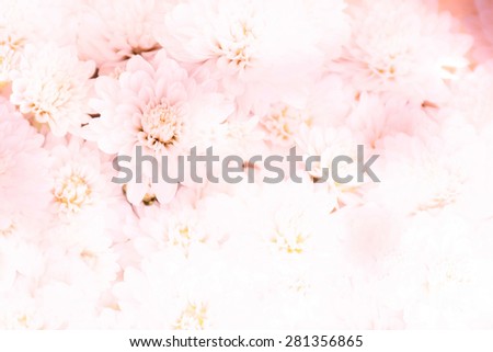 Sweet pink vintage pastel flower wallpaper. Soft focus blur flower background.