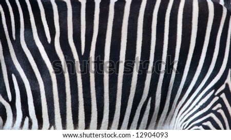 Black and white zebra texture