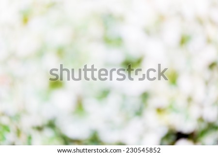 White and green flower blur for background