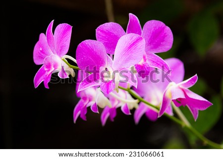 violet pink orchids flower in the garden.