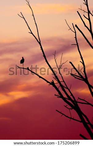 Sunset silhouette of a tree and birds.
