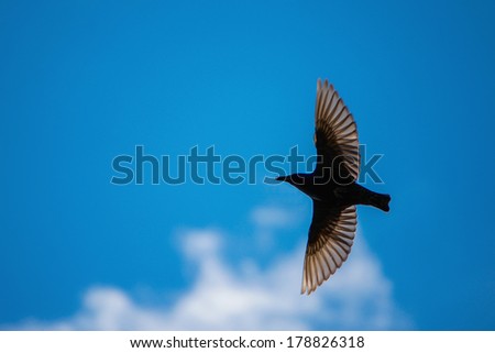 Bird soaring in the sky