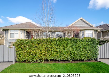 Green fence hedge from evergreen plants with two houses in the background. Landscape trimming design.