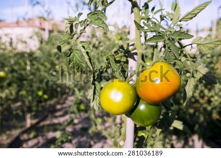 Three Tomatoes on a Bush in a Garden of Spain