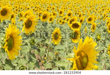 Sunflowers face the Sun in Spain