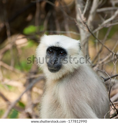 A black-faced monkey with its head turned.