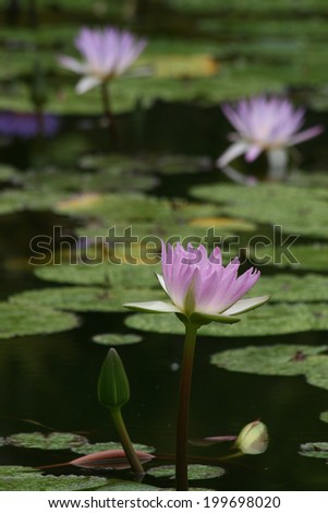 Lavender water lilies in pond