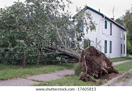 Tree Uprooted After Storm