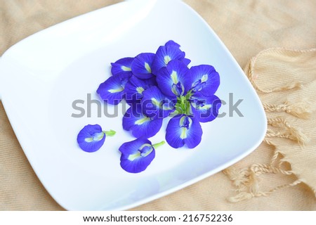 Butterfly Pea (Clitoria ternatea) placed in a white dish on raw cotton.