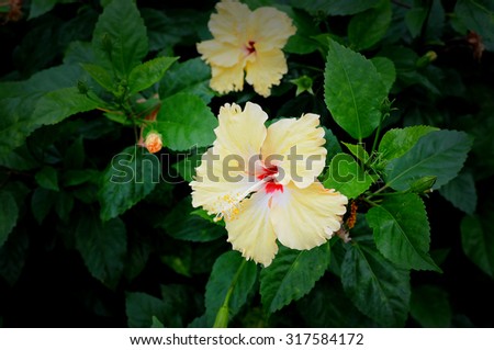 Flower of Chinese rose ,Style Still Life (hibiscus flower)