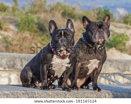 Couple of French Bulldog