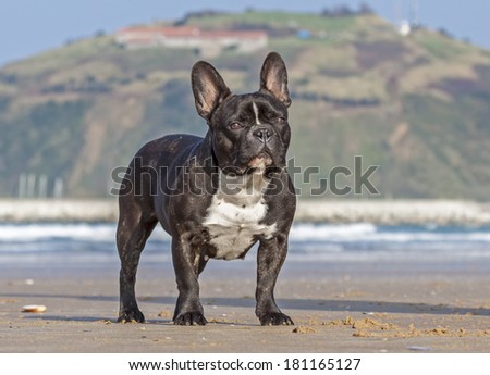 French Bulldog on the beach